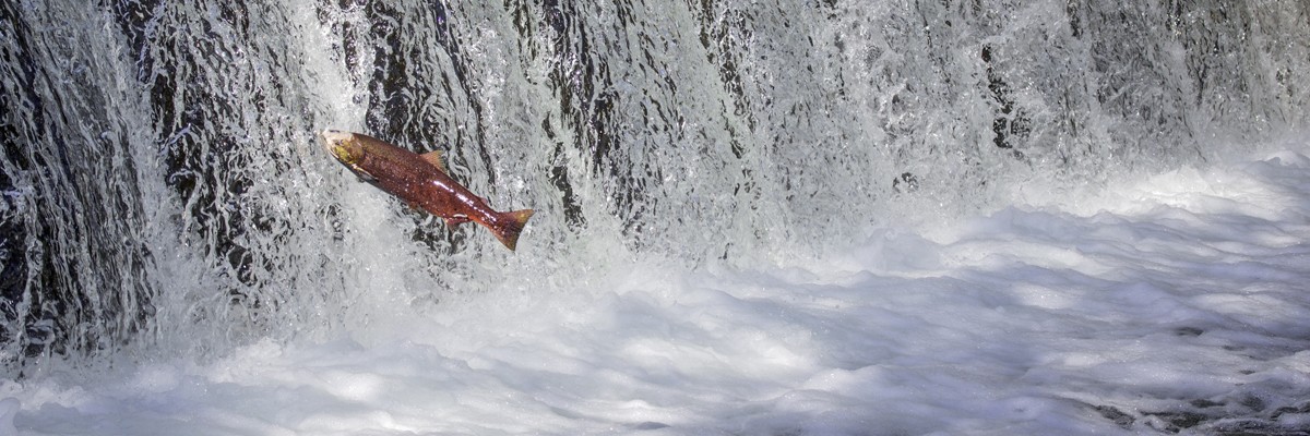 Salmon jumping upstream