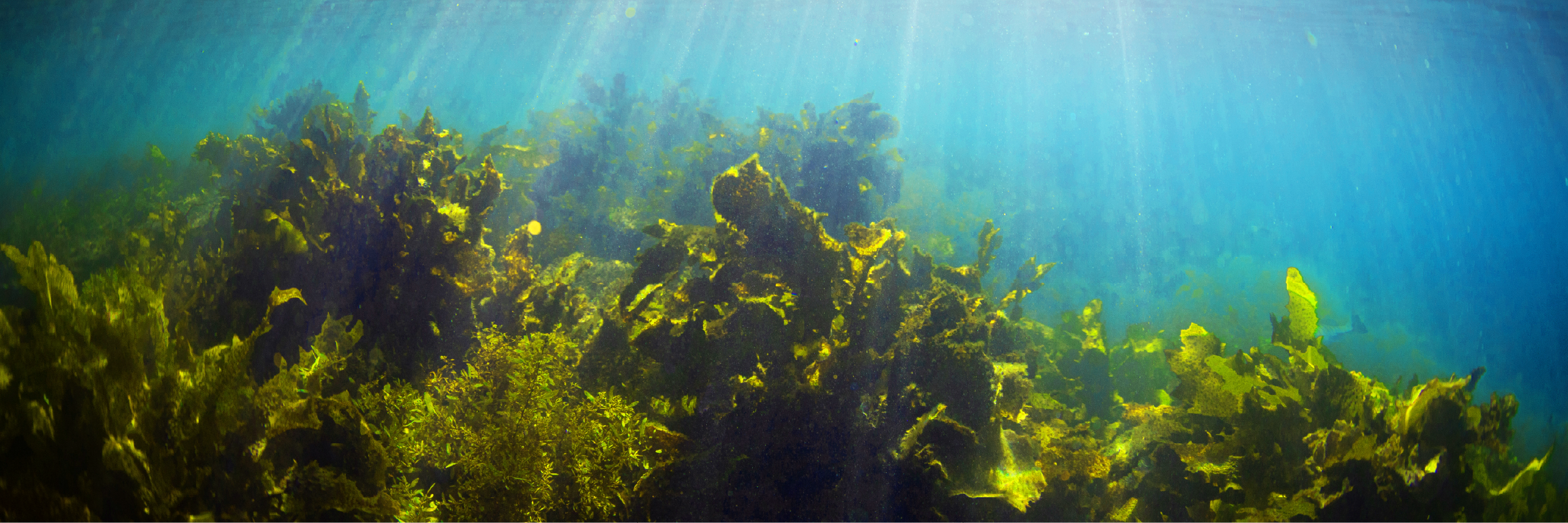 underwater seaweed