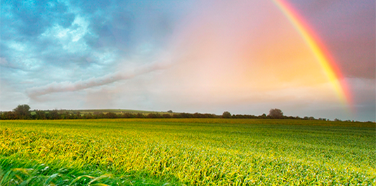 green field and rainbow in the sky